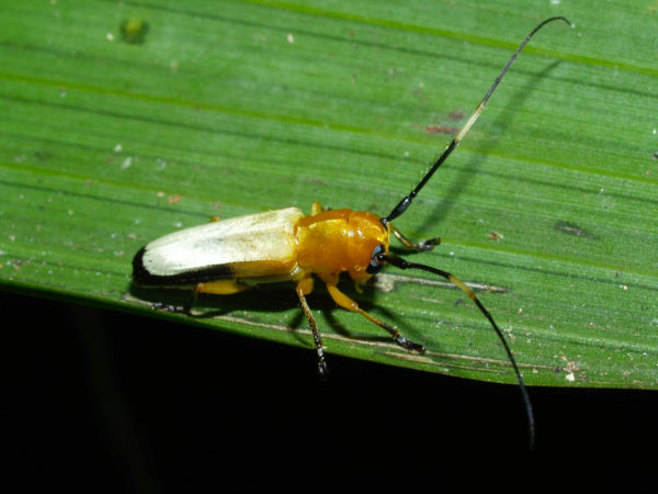  Abanycha sericipennis