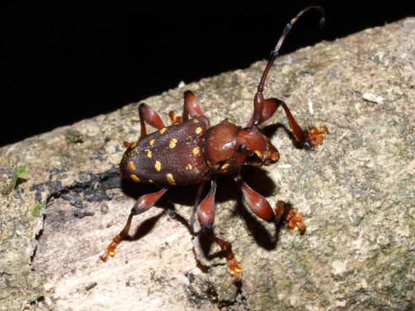 Acanthoderes laevicollis