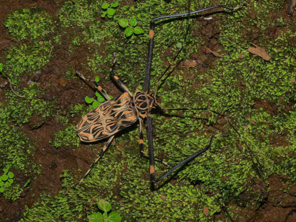  Acrocinus longimanus