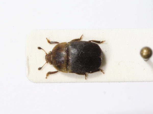  Aethina villosa
