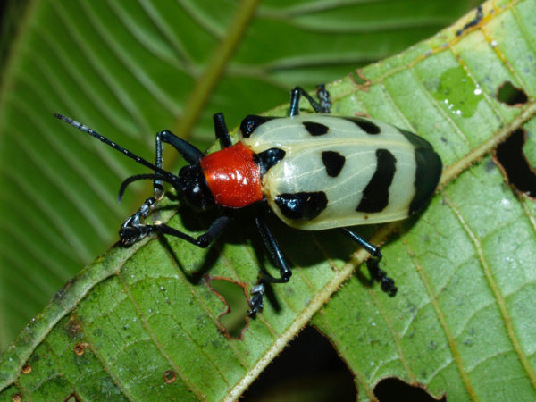  Alurnus ornatus