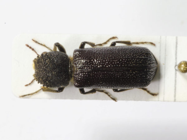  Amphicerus cornutus