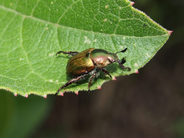  Anomala nitidula