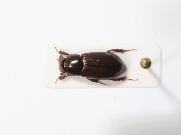  Aphodius costaricensis