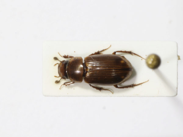  Aphodius forsterianus