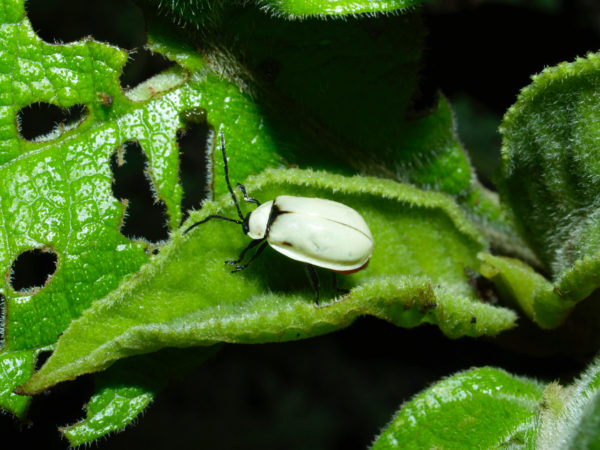  Asphaera sp