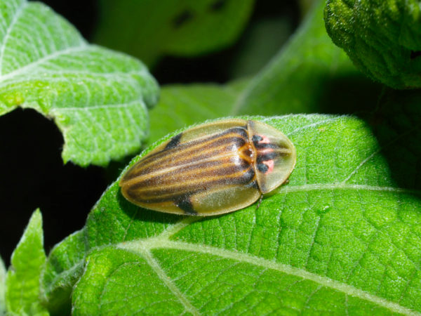  Aspidosoma sp01