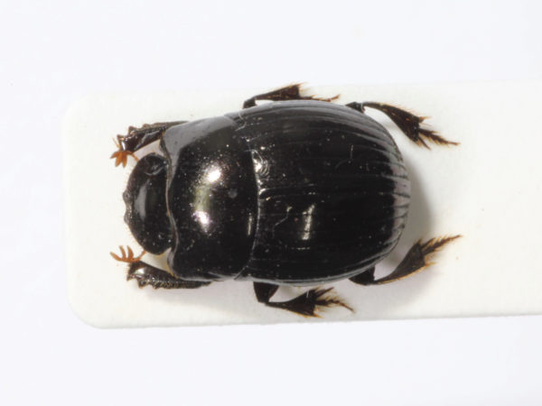  Ateuchus rodriguezi