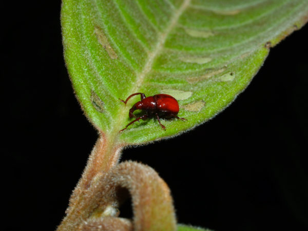  Attelabidae
