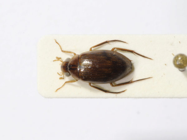  Berosus quadridens