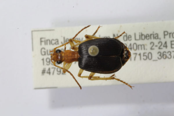  Brachinus sp