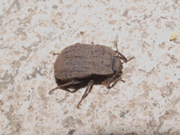  Branchus obscurus