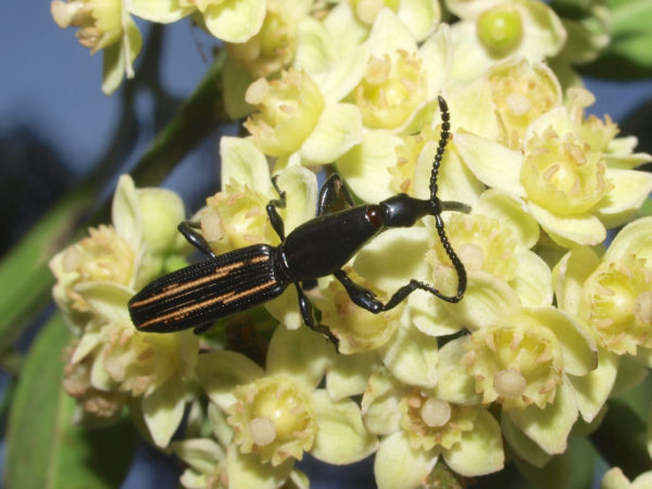  Brentus guatemalenus