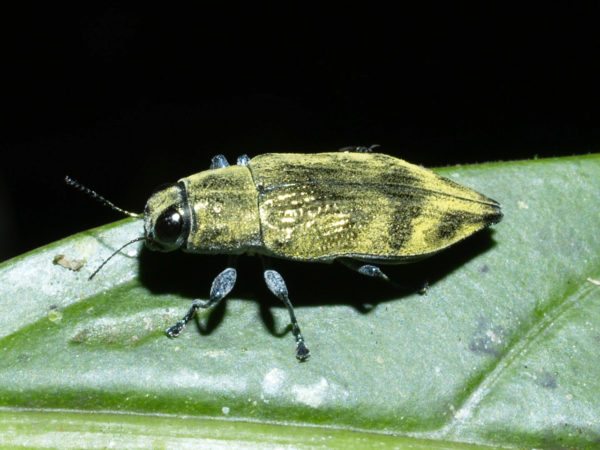  Buprestidae