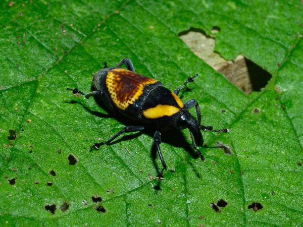  Cactophagus annulatus