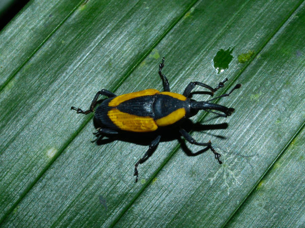 Cactophagus circumdatus