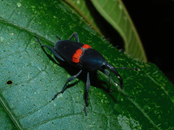  Cactophagus sanguinolentus