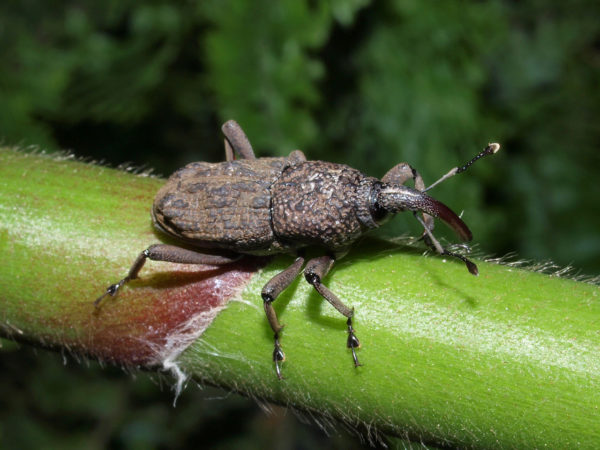  Cactophagus verrucosus