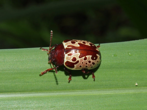  Calligrapha argus