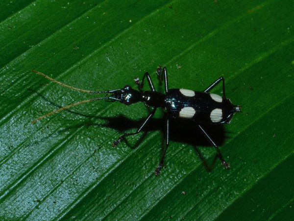  Calophaena laevigata