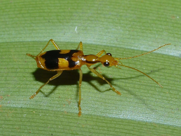  Calophaena vitticollis