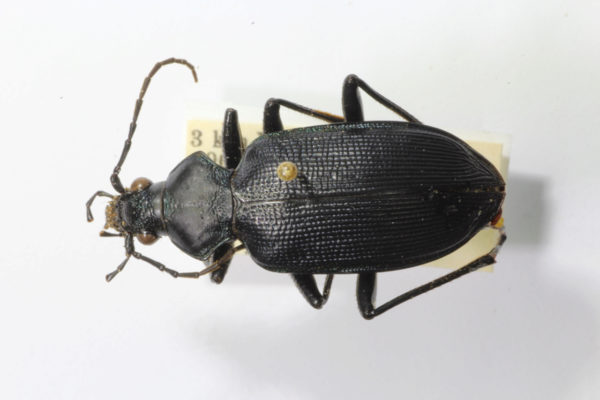  Calosoma angustulum