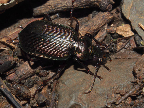  Calosoma sayi