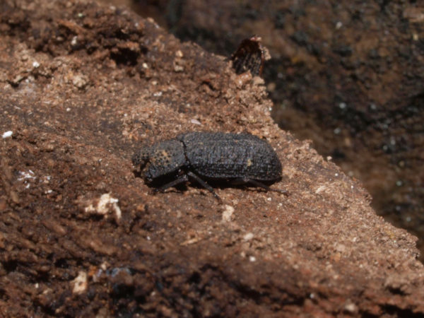  Calymmus cucullatus