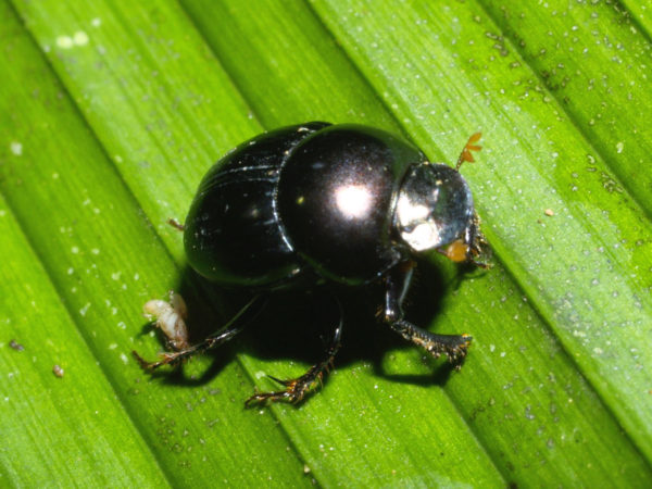  Canthidium haroldi