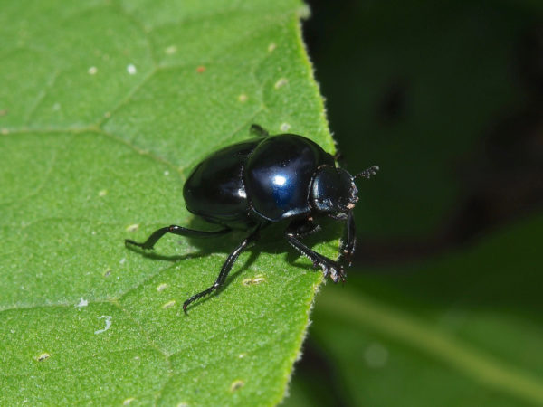 Canthon deyrollei