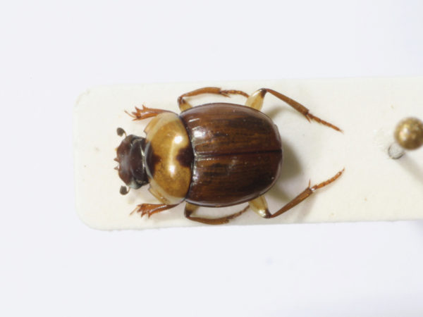  Canthon moniliatus
