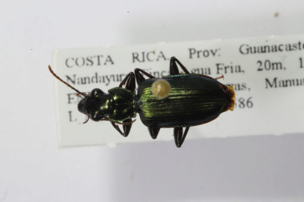  Catascopus angulicollis
