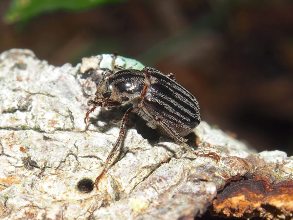  Ceraspis mexicana