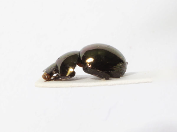  Ceratocanthus sp01