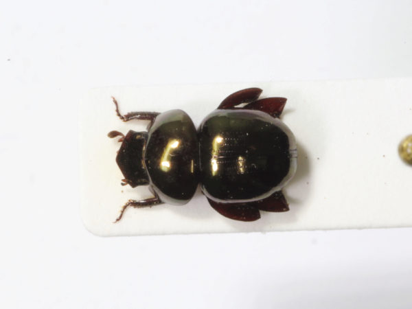  Ceratocanthus sp02