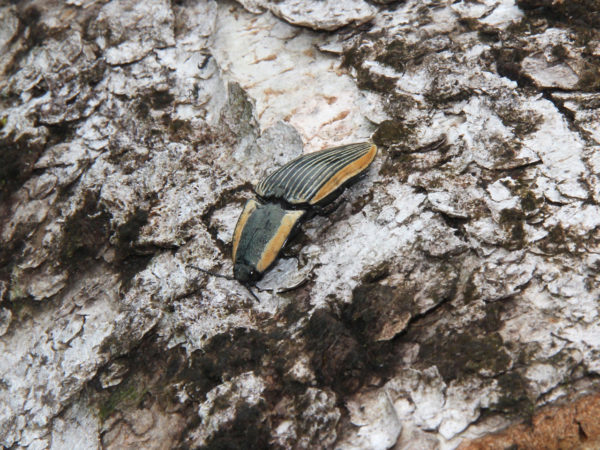  Chalcolepidius bomplandi