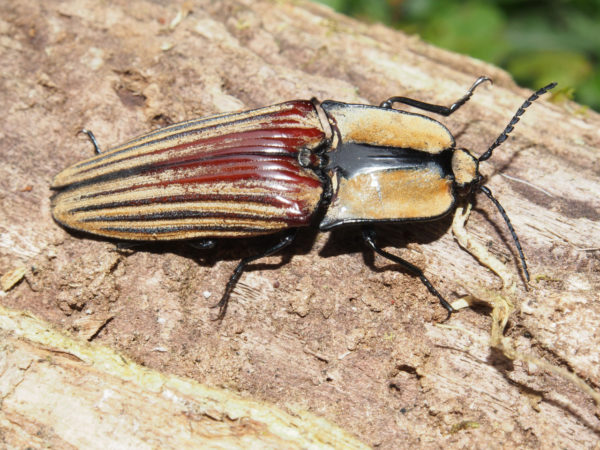  Chalcolepidius desmaresti