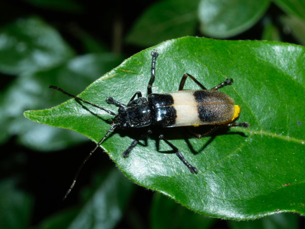  Chauliognathus janus