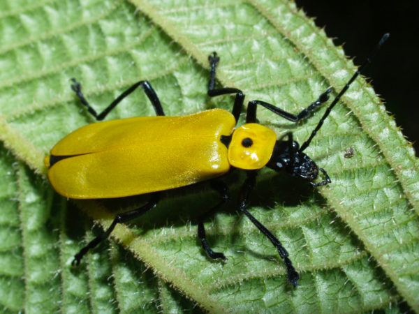 Chauliognathus sp