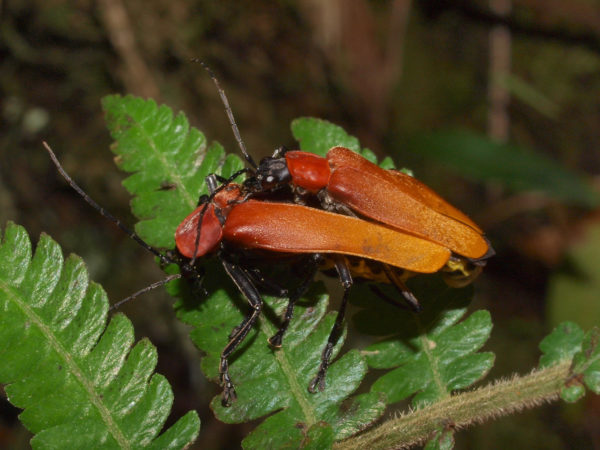  Chauliognathus janus
