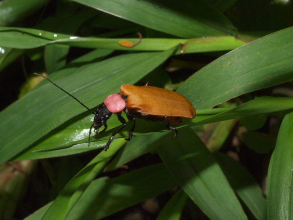  Chauliognathus sp03