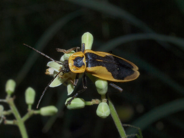  Chauliognathus tricolor
