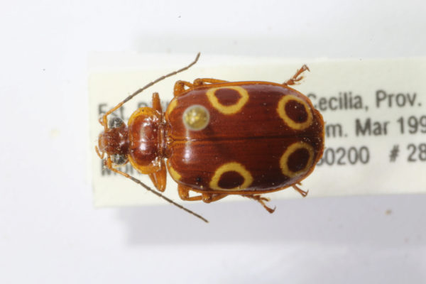  Calophaena laevigata