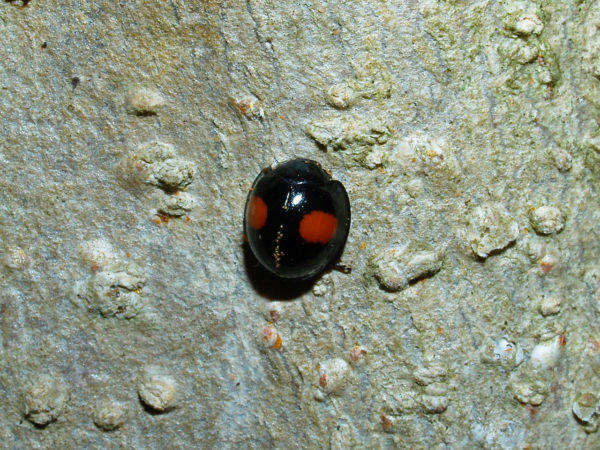  Chilocorus cacti