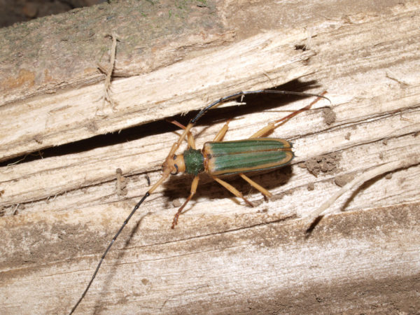  Chlorida cincta