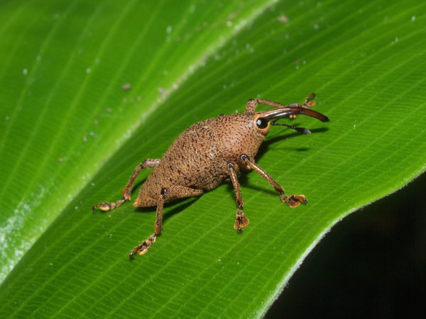  Cholus sp01
