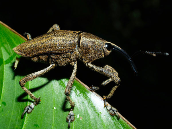  Cholus sp01