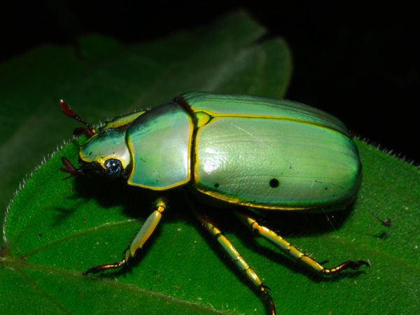  Chrysina aurora