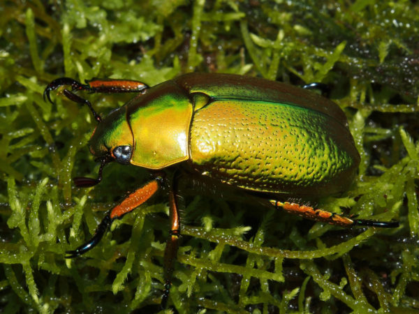 Chrysina boucardi
