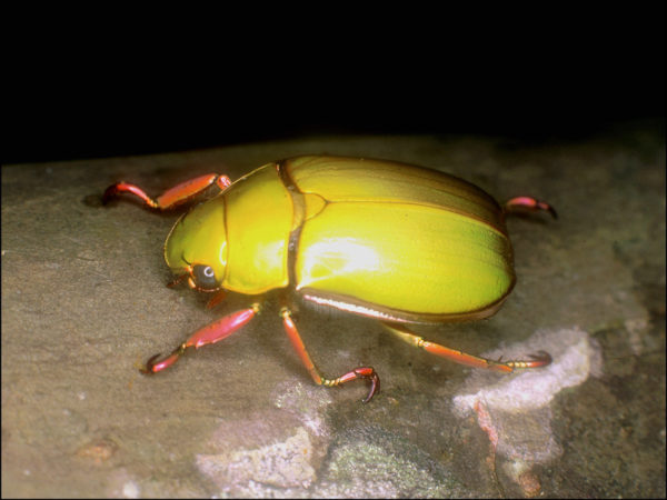  Chrysina bruyeai